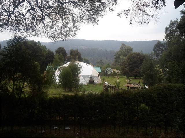 Geodesic dome in nature