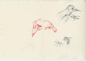 scan of paper with drawings of a bird, two bees in black and white and a crab in red color